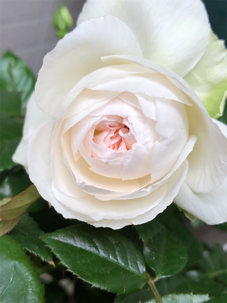 f:id:tef_rose:20190614032956j:image