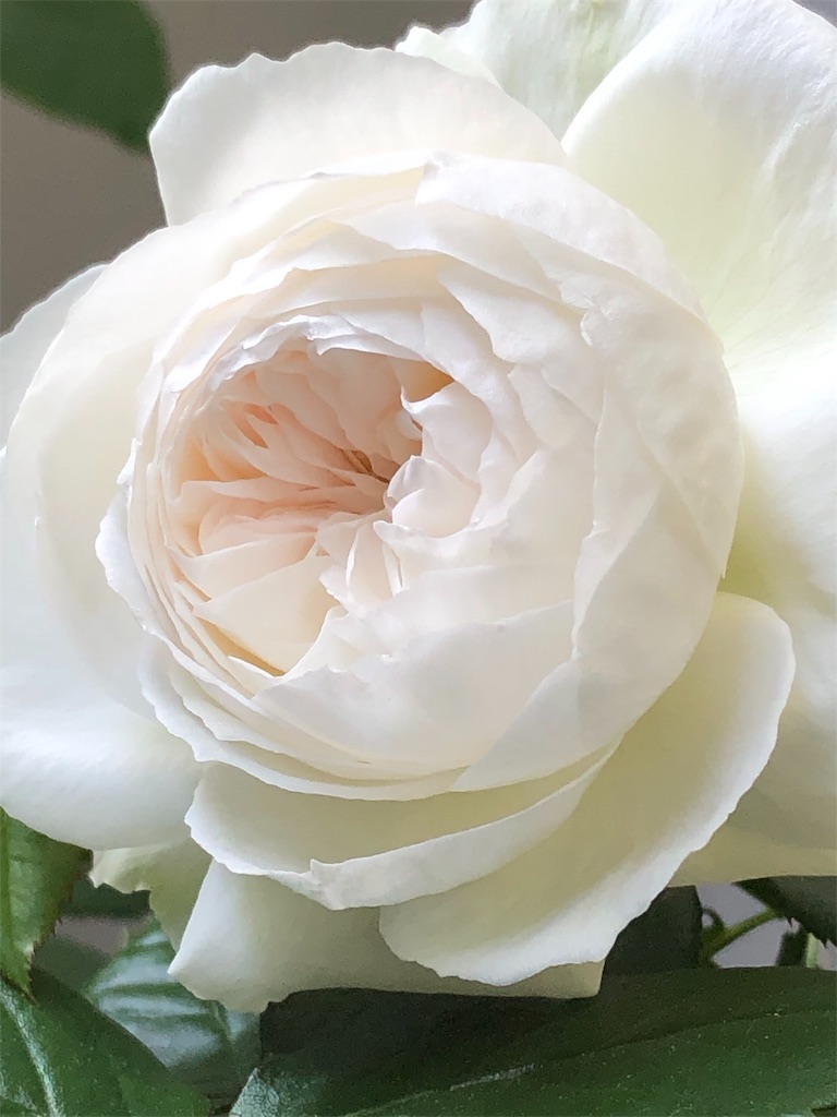 f:id:tef_rose:20190614032959j:image