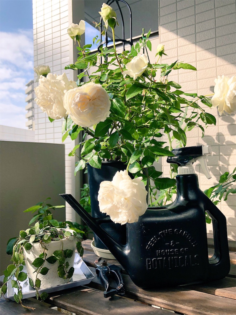 f:id:tef_rose:20190614033008j:image