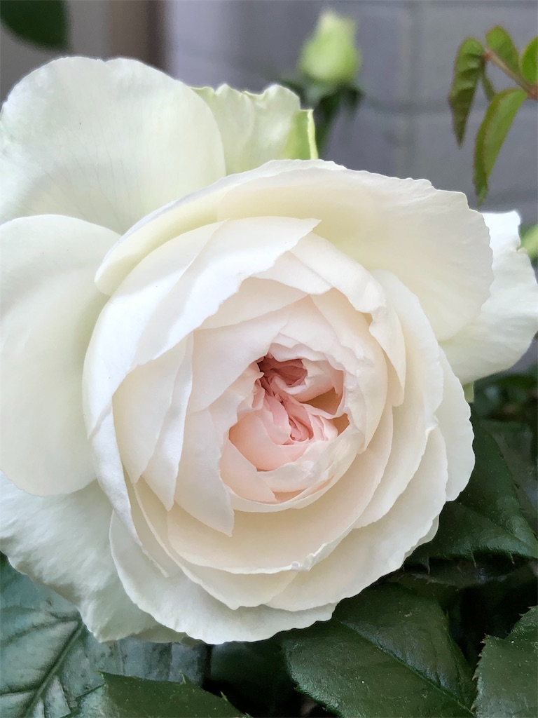 f:id:tef_rose:20190614033011j:image