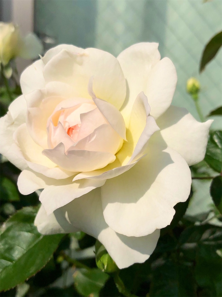 f:id:tef_rose:20190614033112j:image
