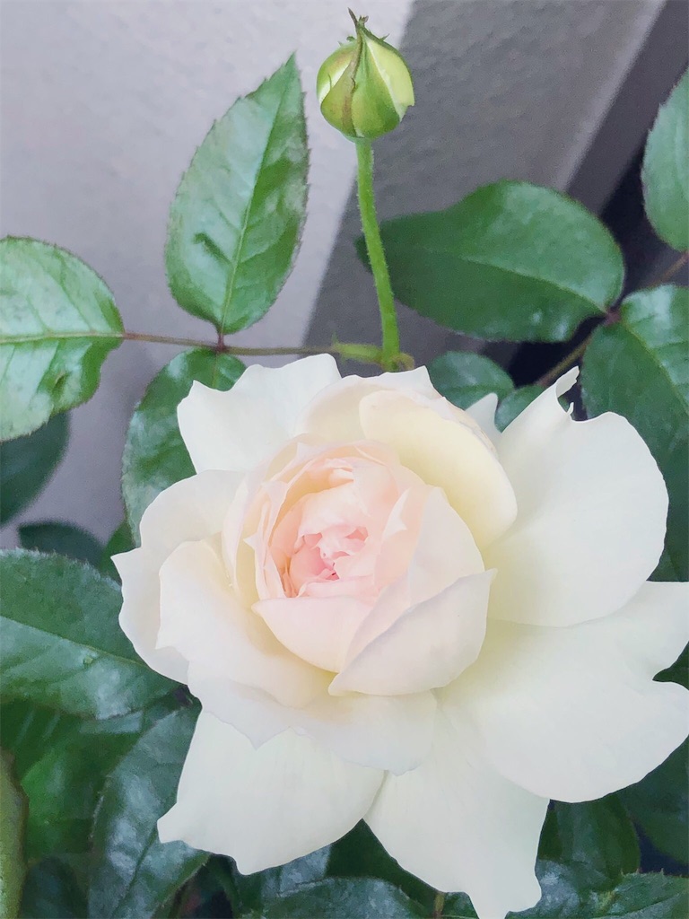 f:id:tef_rose:20190614033128j:image