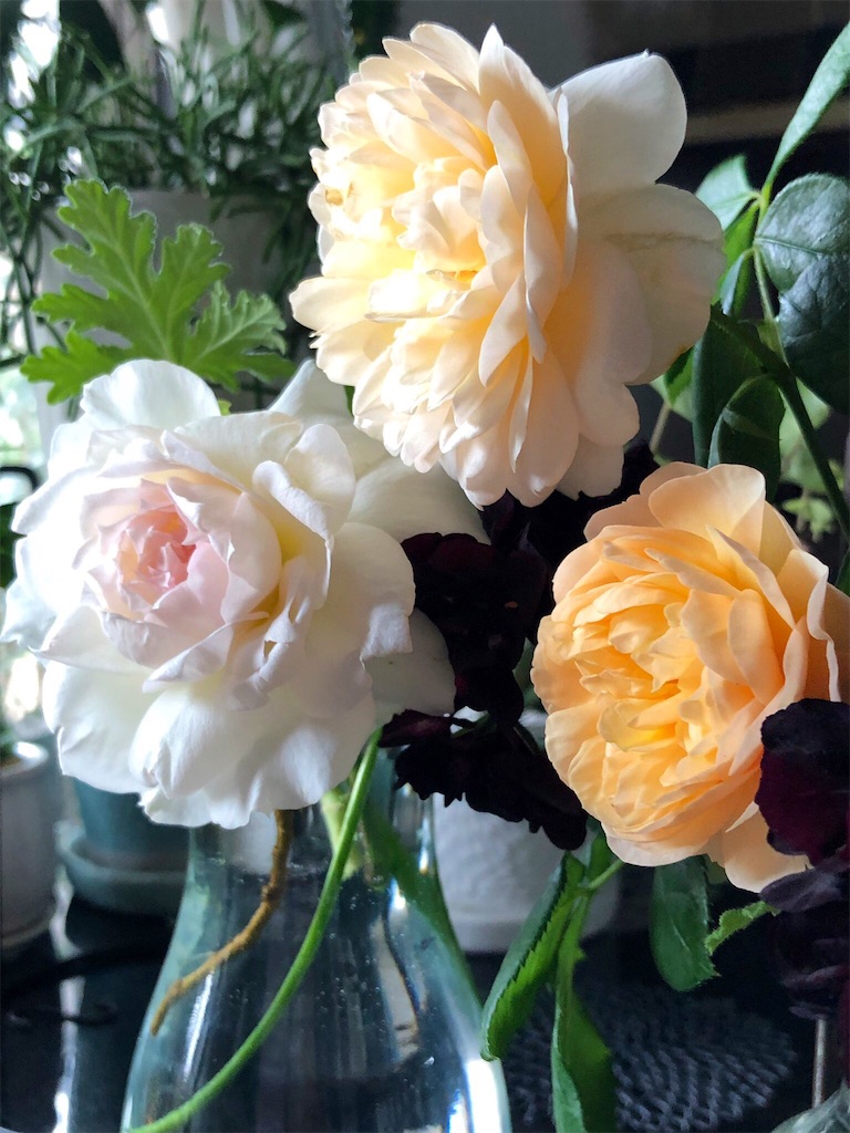 f:id:tef_rose:20190616113206j:image