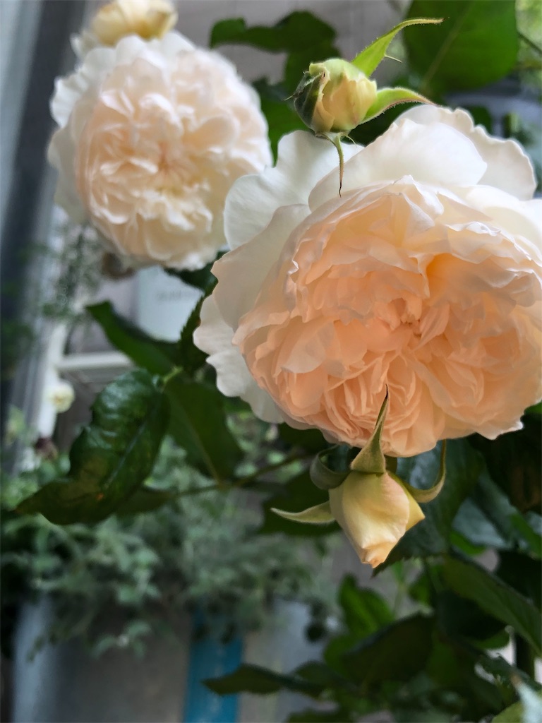 f:id:tef_rose:20190616180230j:image