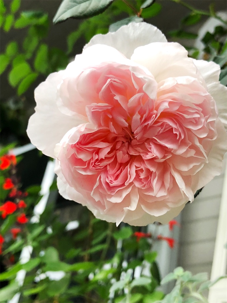 f:id:tef_rose:20190616181753j:image