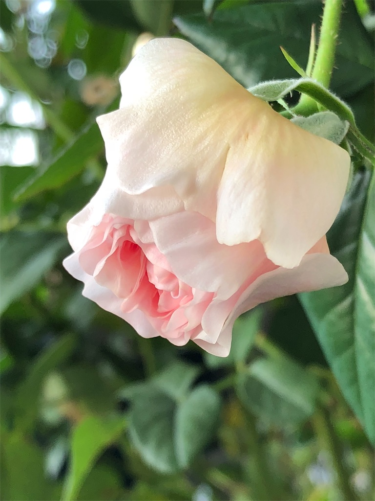 f:id:tef_rose:20190616182120j:image