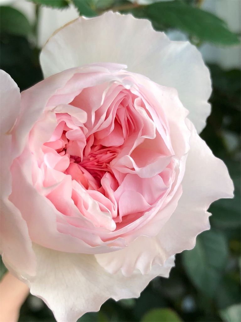 f:id:tef_rose:20190616182955j:image