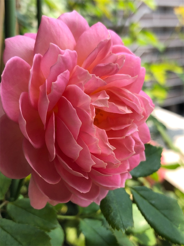 f:id:tef_rose:20190622032445j:image f:id:tef_rose:20190622032445j:image