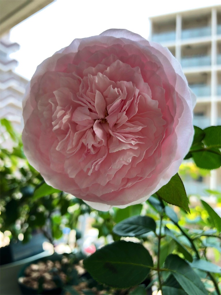 f:id:tef_rose:20190622032500j:image f:id:tef_rose:20190622032500j:image