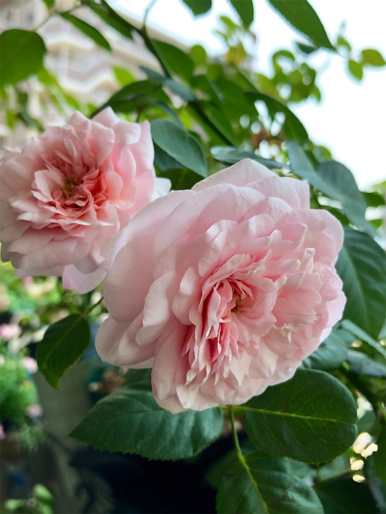 f:id:tef_rose:20190622032506j:image f:id:tef_rose:20190622032506j:image