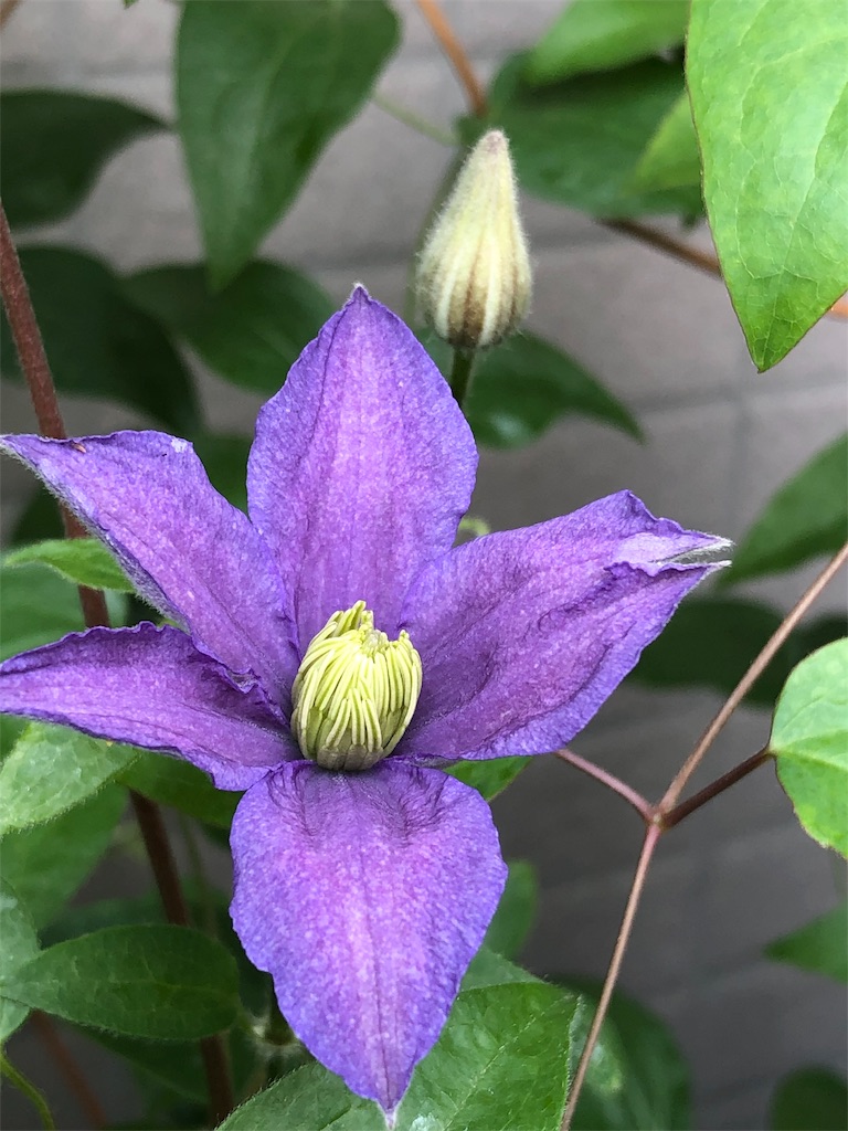 f:id:tef_rose:20190622032511j:image f:id:tef_rose:20190622032511j:image