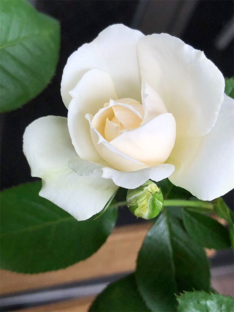 f:id:tef_rose:20190622032517j:image f:id:tef_rose:20190622032517j:image