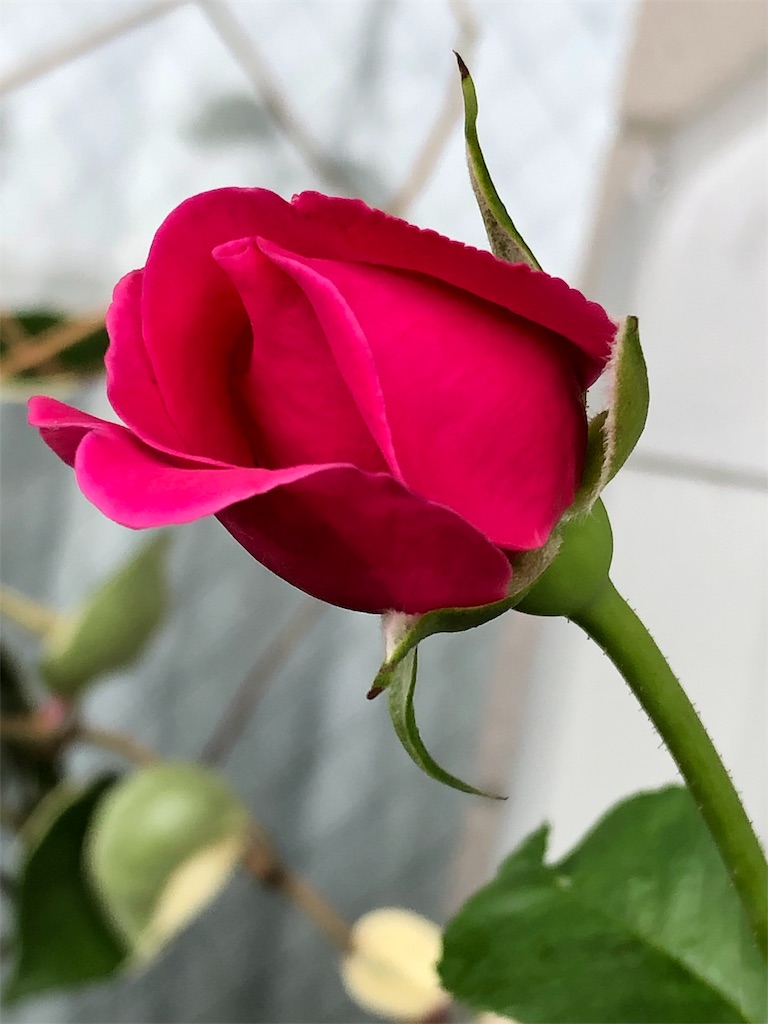 f:id:tef_rose:20190622032520j:image f:id:tef_rose:20190622032520j:image