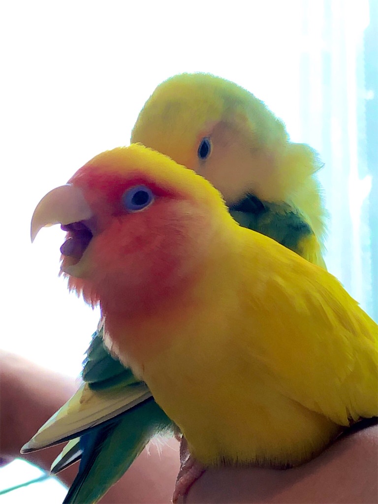 f:id:tef_rose:20190622032526j:image f:id:tef_rose:20190622032526j:image