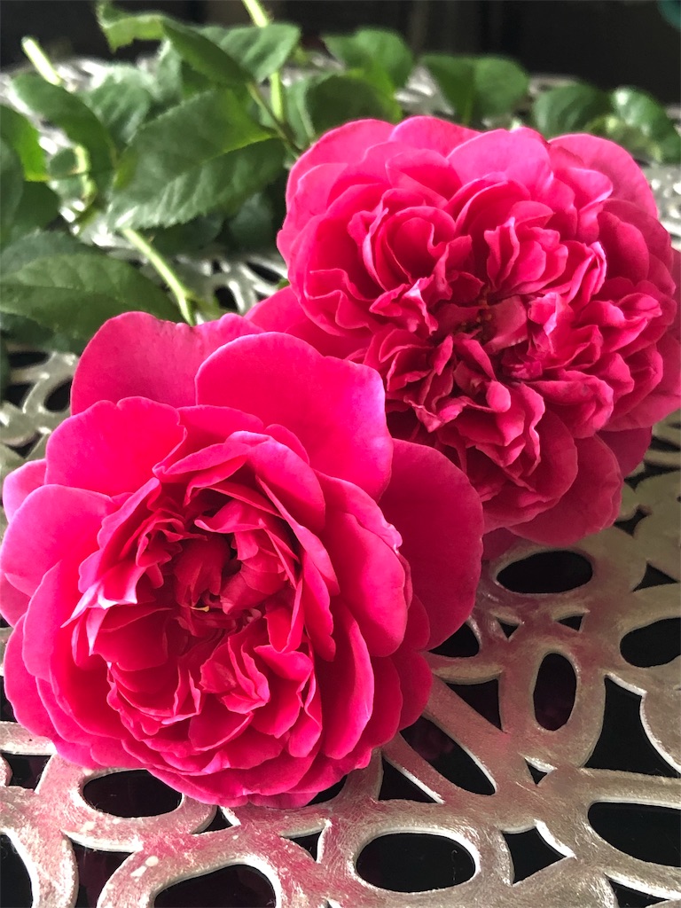 f:id:tef_rose:20190622032529j:image f:id:tef_rose:20190622032529j:image