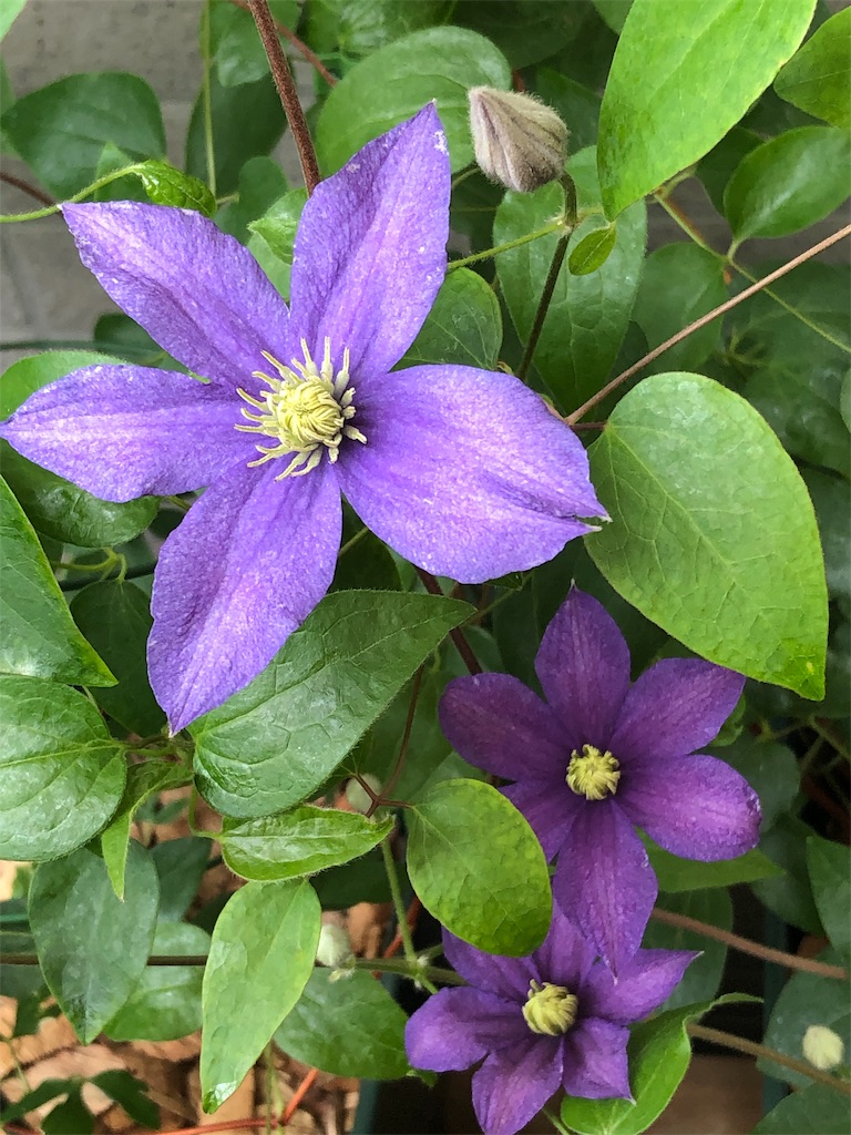 f:id:tef_rose:20190622032532j:image f:id:tef_rose:20190622032532j:image