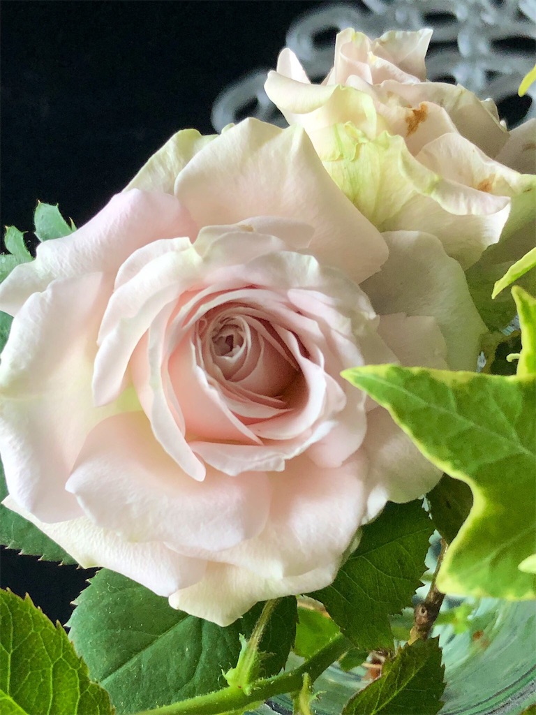 f:id:tef_rose:20190622032536j:image f:id:tef_rose:20190622032536j:image