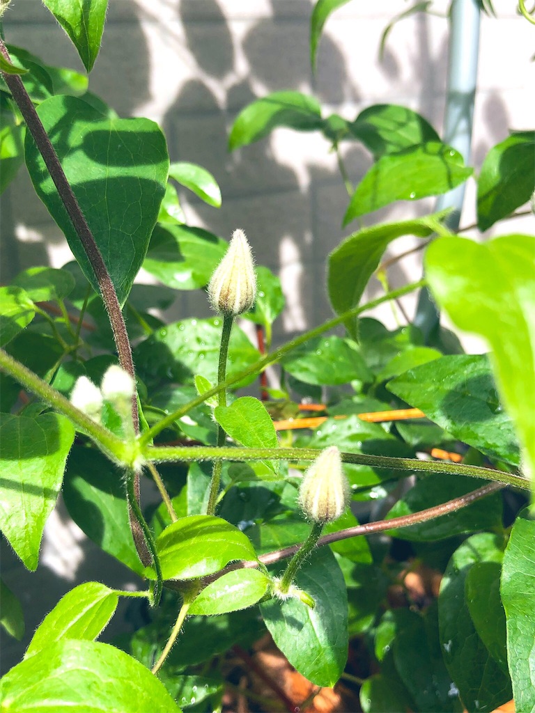 f:id:tef_rose:20190622032538j:image f:id:tef_rose:20190622032538j:image