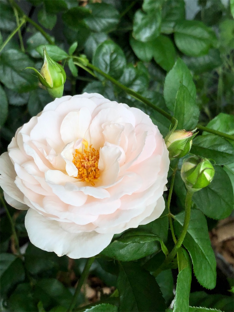 f:id:tef_rose:20190622032545j:image f:id:tef_rose:20190622032545j:image