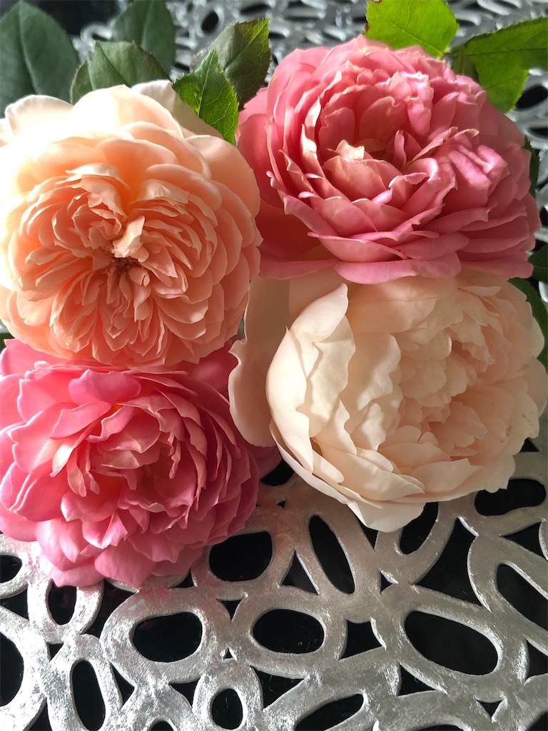 f:id:tef_rose:20190622032618j:image f:id:tef_rose:20190622032618j:image