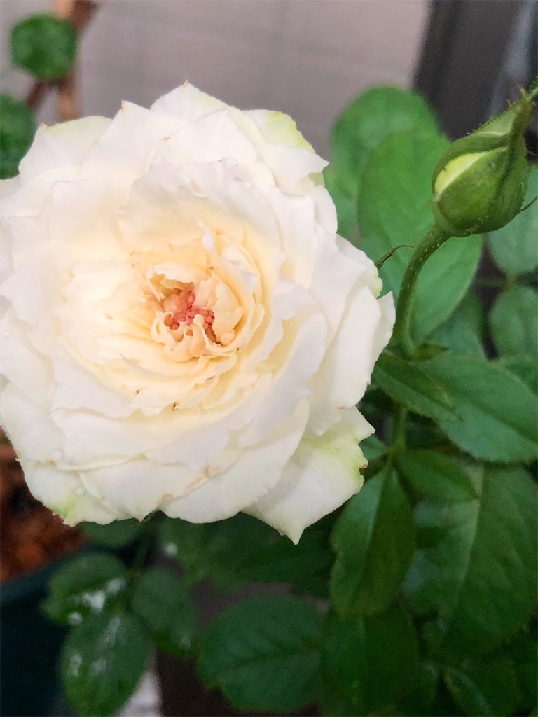 f:id:tef_rose:20190816141833j:image f:id:tef_rose:20190816141833j:image