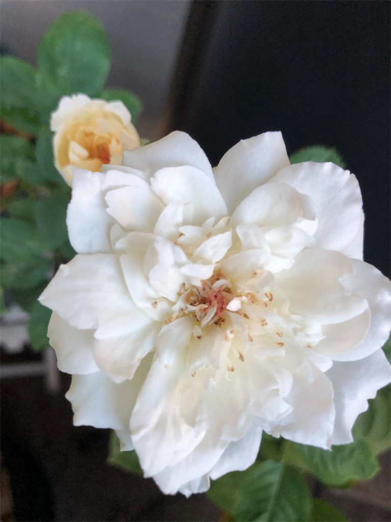 f:id:tef_rose:20190816141838j:image f:id:tef_rose:20190816141838j:image