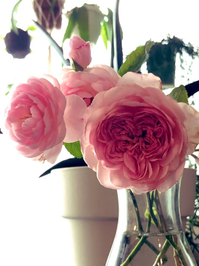 f:id:tef_rose:20190816142444j:image f:id:tef_rose:20190816142444j:image