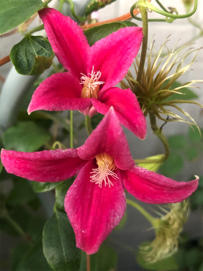 f:id:tef_rose:20190816152810j:image f:id:tef_rose:20190816152810j:image