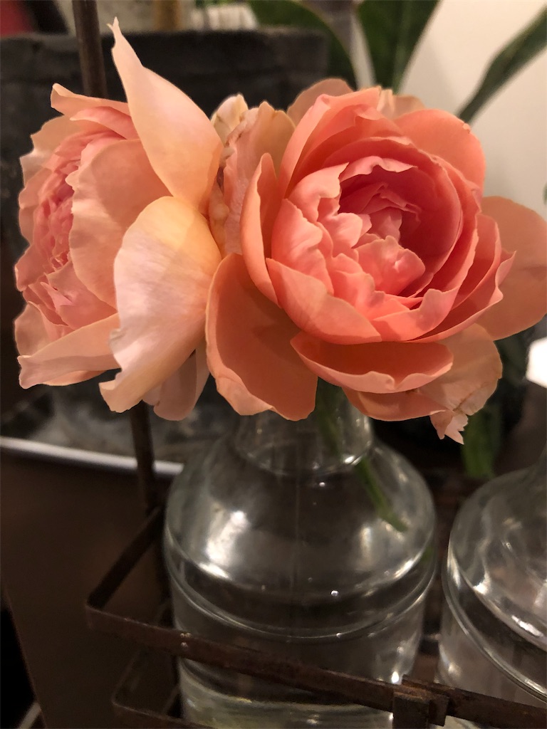 f:id:tef_rose:20190816155529j:image f:id:tef_rose:20190816155529j:image