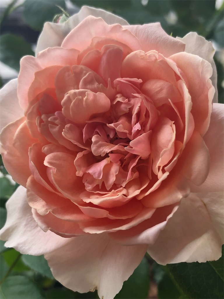 f:id:tef_rose:20190816155535j:image f:id:tef_rose:20190816155535j:image