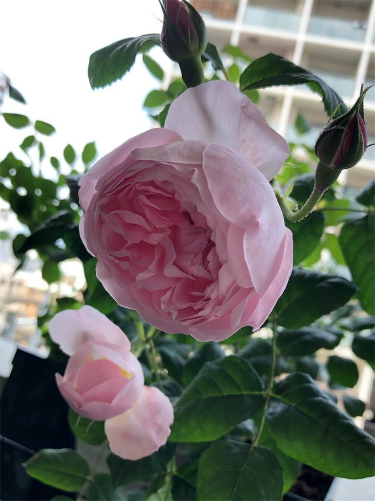 f:id:tef_rose:20190817033407j:image