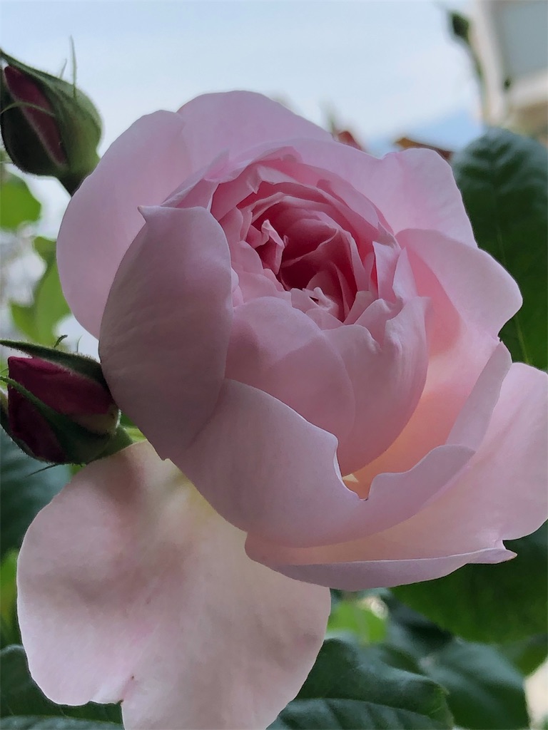 f:id:tef_rose:20190817035250j:image