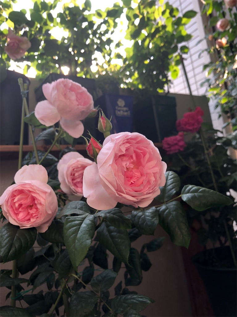 f:id:tef_rose:20190817035253j:image