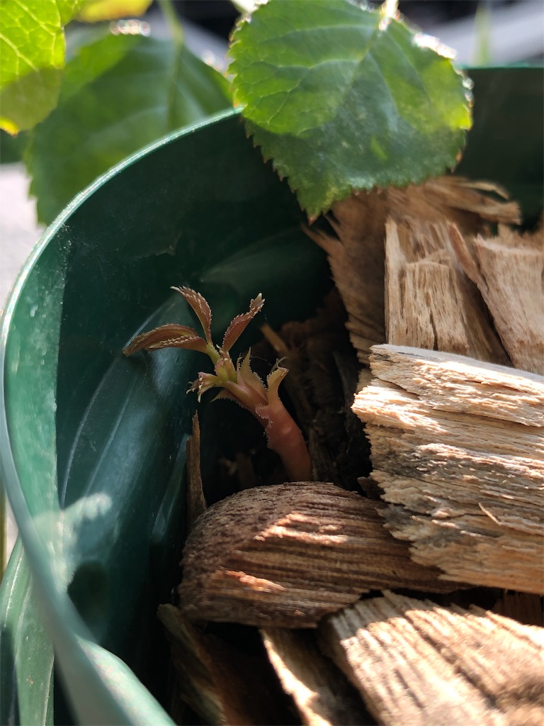 f:id:tef_rose:20190817043442j:image