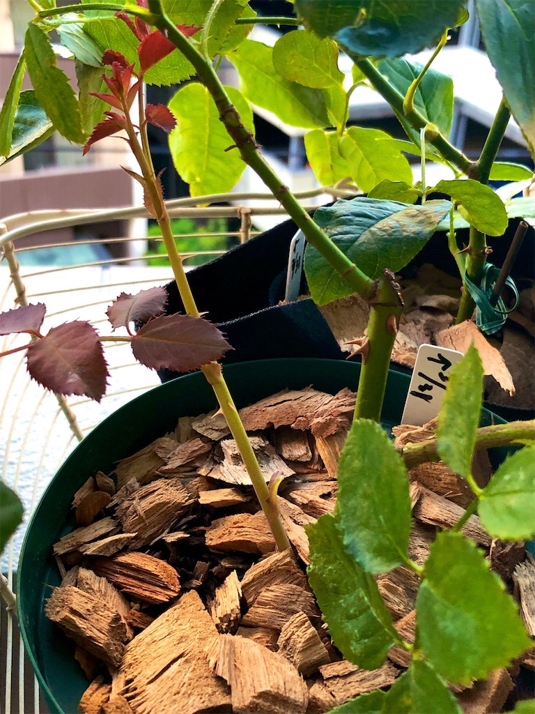 f:id:tef_rose:20190817044140j:image