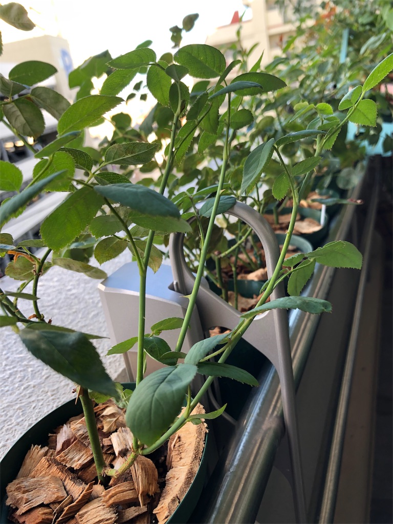 f:id:tef_rose:20190817044143j:image
