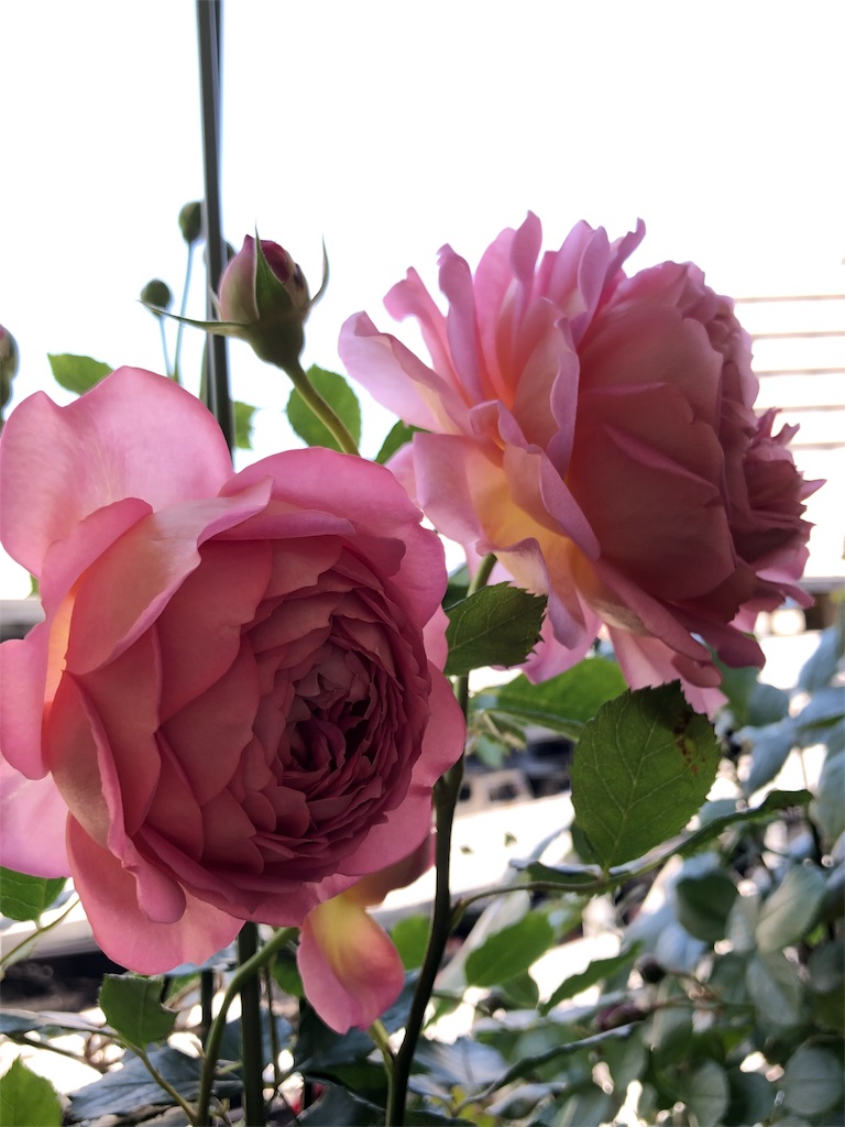 f:id:tef_rose:20190817052055j:image