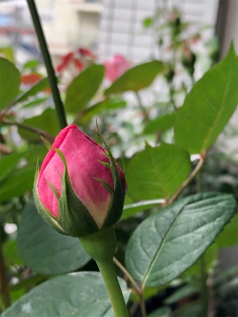 f:id:tef_rose:20190817052220j:image