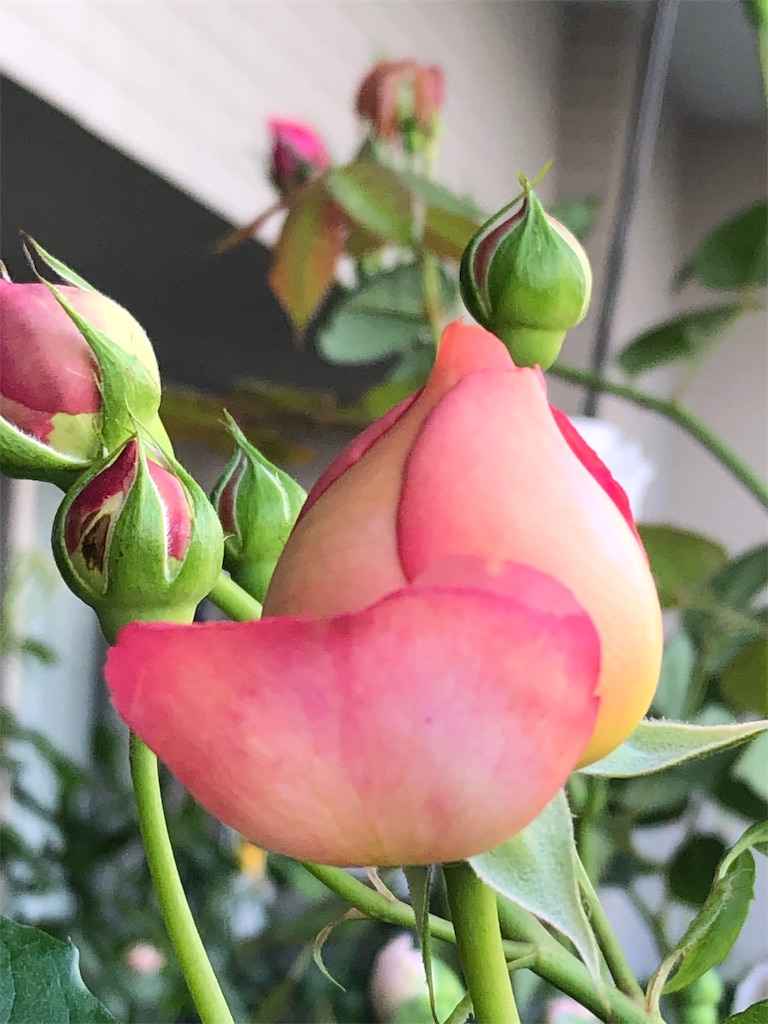 f:id:tef_rose:20190817052223j:image