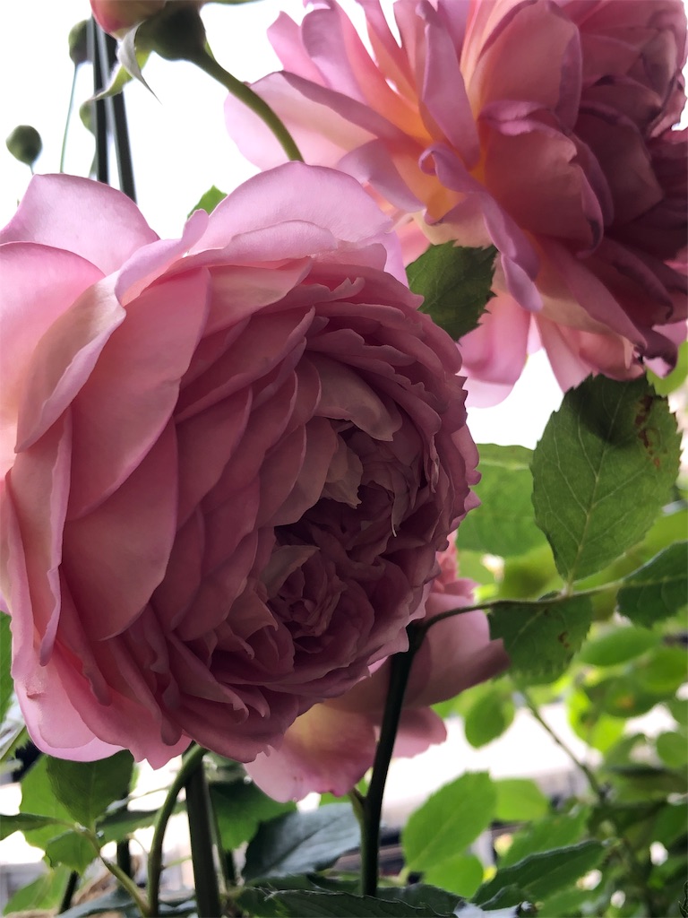 f:id:tef_rose:20190817052245j:image