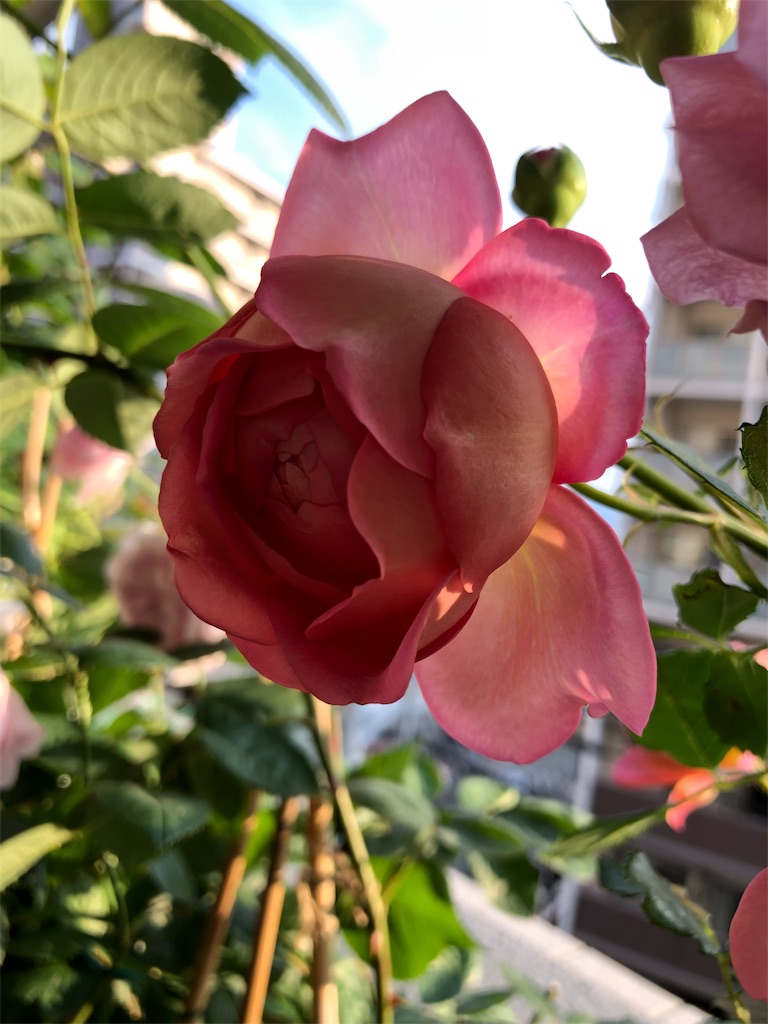 f:id:tef_rose:20190817052248j:image
