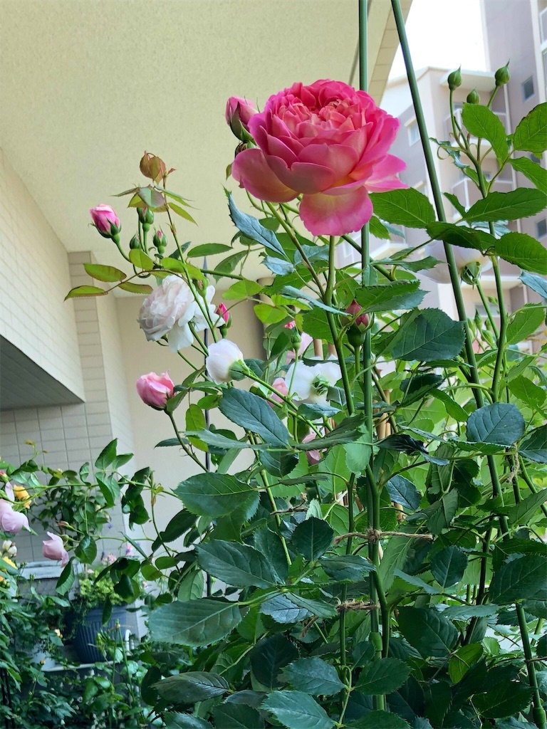 f:id:tef_rose:20190817052255j:image