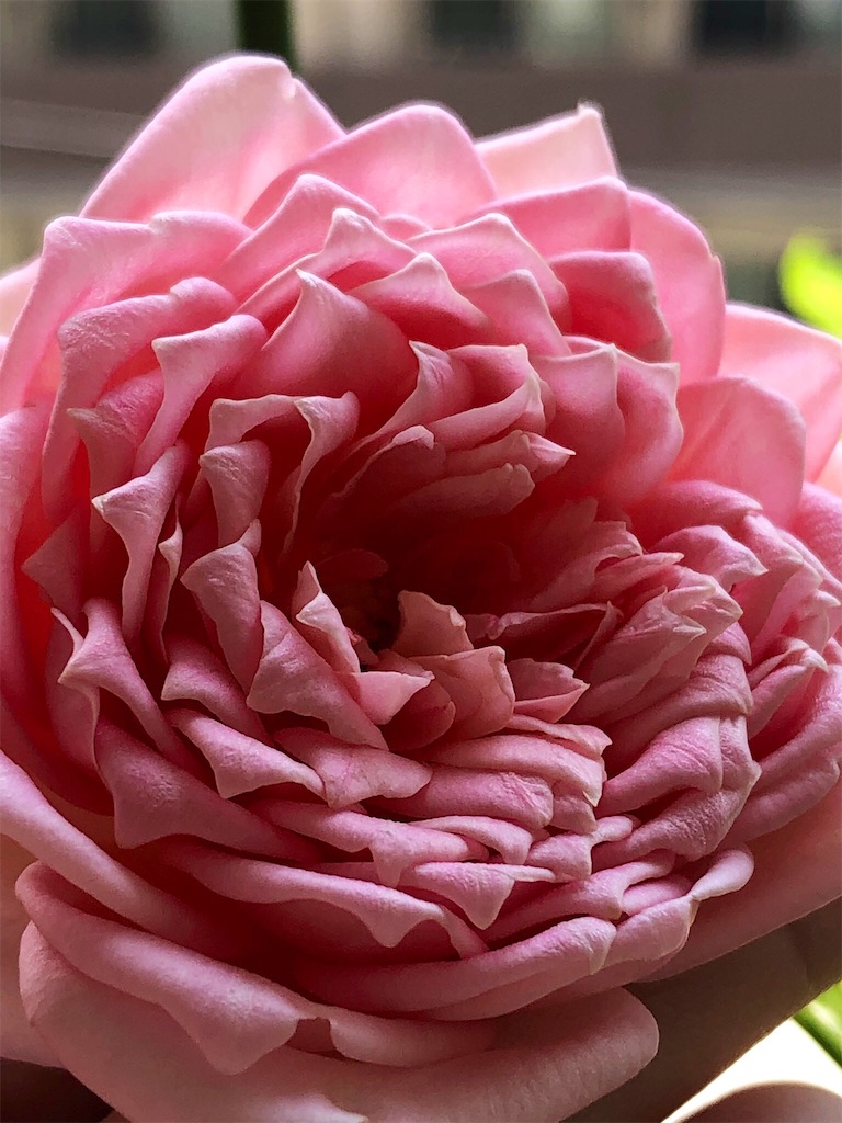 f:id:tef_rose:20190817052707j:image