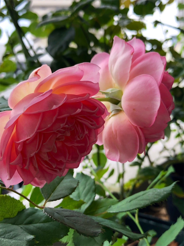 f:id:tef_rose:20190817052714j:image