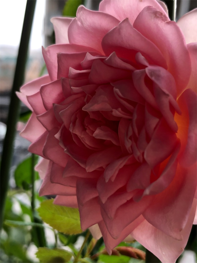 f:id:tef_rose:20190817052721j:image