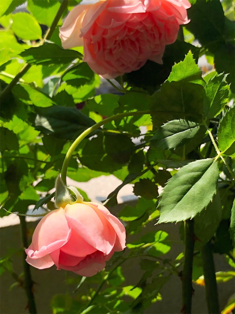 f:id:tef_rose:20190817052725j:image