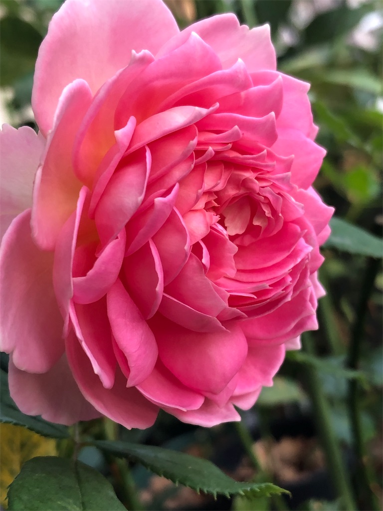f:id:tef_rose:20190817052728j:image