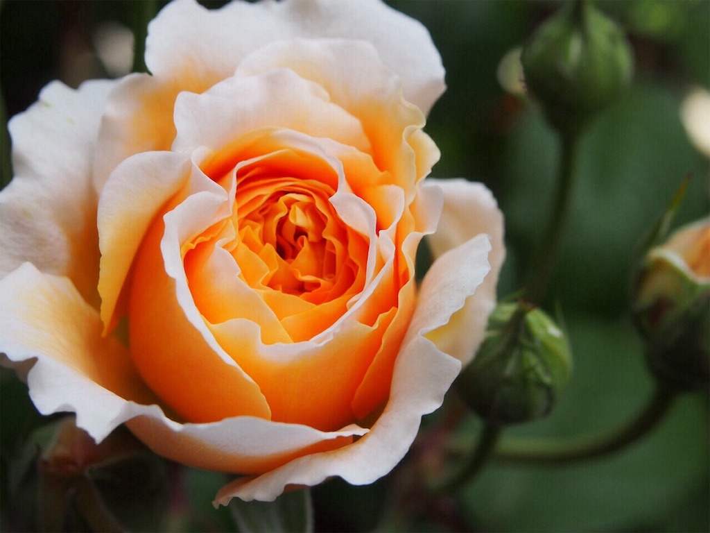 f:id:tef_rose:20190817165436j:image