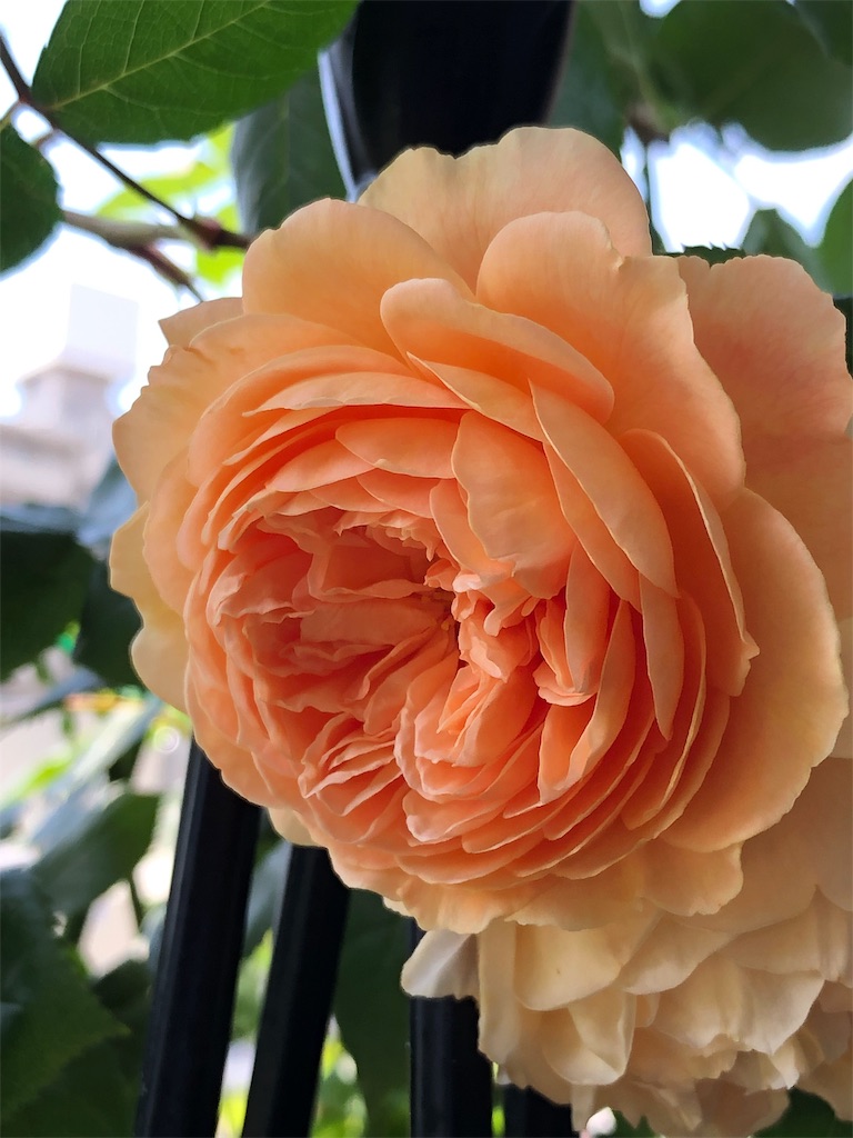 f:id:tef_rose:20190817165445j:image