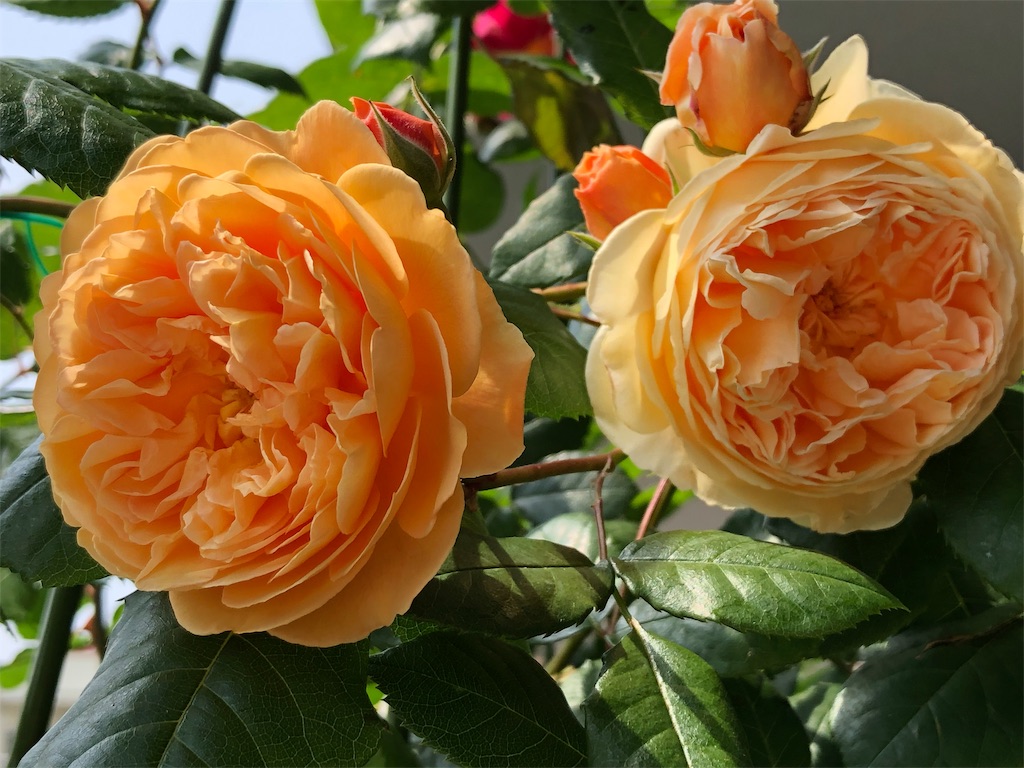 f:id:tef_rose:20190817165451j:image